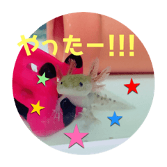 [LINEスタンプ] うちのうぱこ