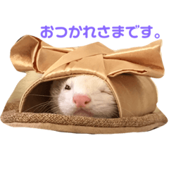 [LINEスタンプ] おもしろフェレットとネコ