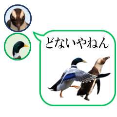 [LINEスタンプ] 鶴橋のペンギン×尼崎のカモ【実写アニメ】