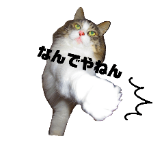 [LINEスタンプ] 猫ねこネコな毎日