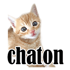 [LINEスタンプ] かわいい猫写真スタンプフランス語版の画像（メイン）