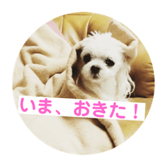 [LINEスタンプ] かわいい犬。マルチーズのスタンプ第3弾。