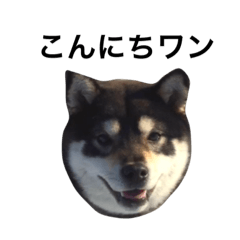 [LINEスタンプ] 黒柴りん太3