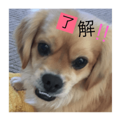 [LINEスタンプ] しゃくれおくちゃん