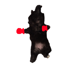[LINEスタンプ] くろみ3