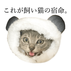 [LINEスタンプ] 可愛いわさびくん