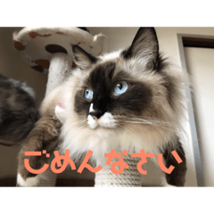 [LINEスタンプ] ラグドールの銀次とおばさんネコ三人衆