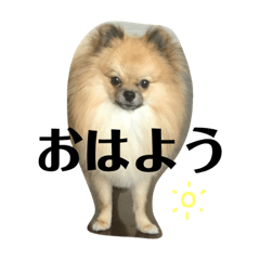 [LINEスタンプ] 犬と亀とおもちゃ達