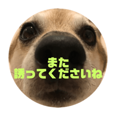 [LINEスタンプ] ナッツ スタンプ ③