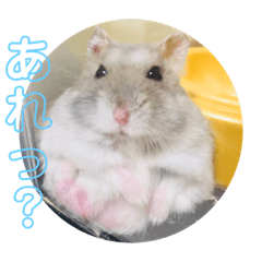 [LINEスタンプ] 日常で使える！ハムスタースタンプ