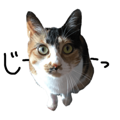 [LINEスタンプ] 三毛猫のちょこ