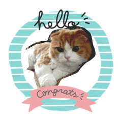 [LINEスタンプ] 猫プー