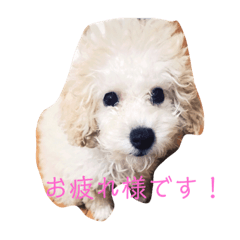 [LINEスタンプ] トイプードルのたわしです