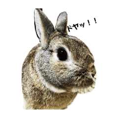 [LINEスタンプ] うさぎとともに。
