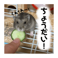 [LINEスタンプ] ハムスターのティムくんとメルちゃん