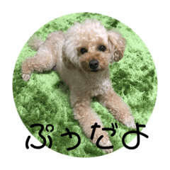 [LINEスタンプ] ぷぅちゃんのスタンプ