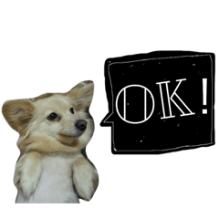 [LINEスタンプ] くるちゃんスタンプ1
