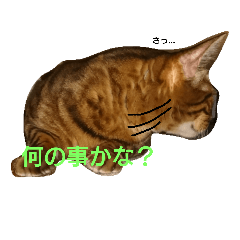 [LINEスタンプ] ベンガルと柴犬