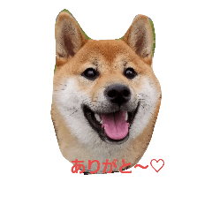 [LINEスタンプ] ハルでっす