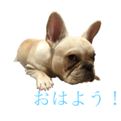 [LINEスタンプ] フレンチブルドッグ こたろうさん