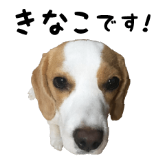 [LINEスタンプ] 13インチビーグル きなこのスタンプの画像（メイン）