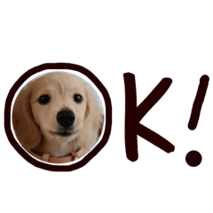 [LINEスタンプ] ダックスのロビン君
