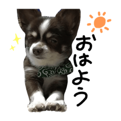 [LINEスタンプ] 愛犬チビのスタンプ