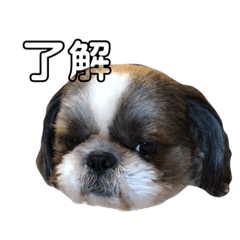 [LINEスタンプ] こりまる