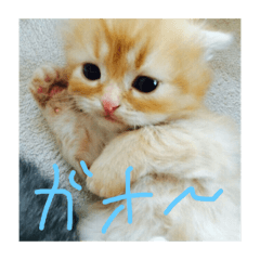 [LINEスタンプ] 猫図鑑