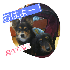 [LINEスタンプ] 我が家の犬3匹