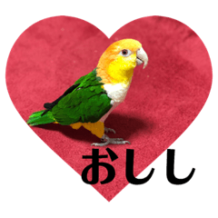 [LINEスタンプ] おししのスタンプ