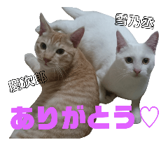 [LINEスタンプ] 雪慶ニャーズ1