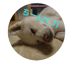 [LINEスタンプ] 秋田犬のシフクちゃん