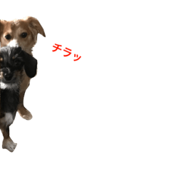 [LINEスタンプ] 愛犬3兄弟＊もちたけみちまる