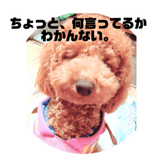 [LINEスタンプ] ビビの日常生活