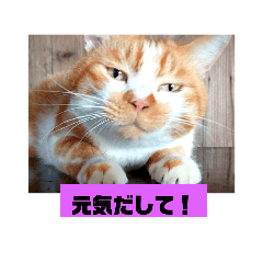 [LINEスタンプ] 庭の、にゃんこたち  3