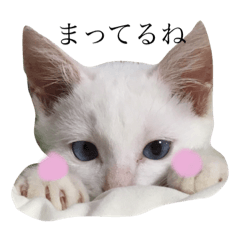 [LINEスタンプ] もっちとごまる