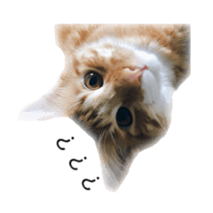 [LINEスタンプ] 猫 メインクーン 日常会話 スタンプの画像（メイン）