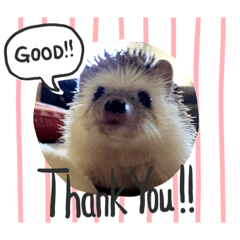 [LINEスタンプ] ハリネズミのハルちゃん 1