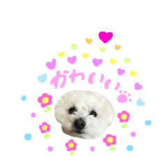 [LINEスタンプ] トイプードルのくり