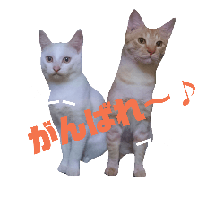 [LINEスタンプ] 雪慶ニャーズ3