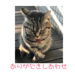 [LINEスタンプ] ありがとうにゃ〜