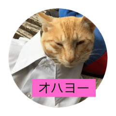 [LINEスタンプ] 猫の行動