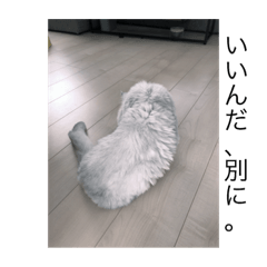 [LINEスタンプ] 可愛い可愛い家族。チンチラのMr.ポポ