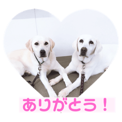 [LINEスタンプ] クレアの日常。