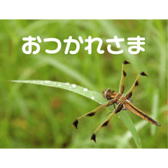 [LINEスタンプ] 虫やのスタンプ トンボ編