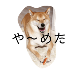 [LINEスタンプ] 西東京市在中の芝犬しおんです。