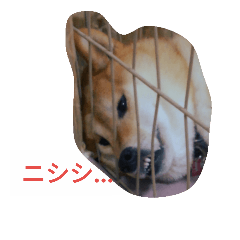 [LINEスタンプ] ツンデレ柴犬りんごちゃん①