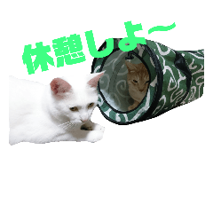 [LINEスタンプ] 雪慶ニャーズ4