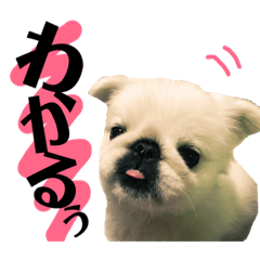 [LINEスタンプ] メロちゃんスタンプ第ニ弾